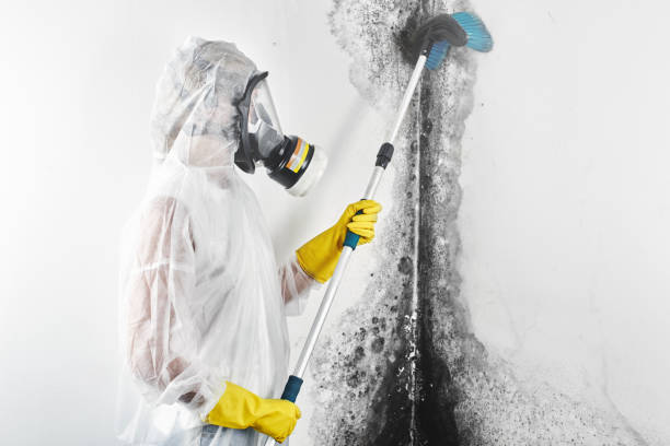 Best Mold-Related Health Consultation  in Burnham, IL