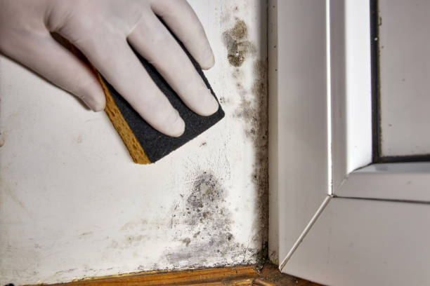 Best Mold Removal for HVAC Installations  in Burnham, IL
